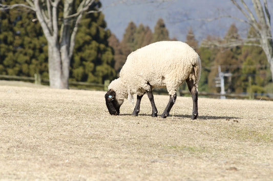 草を食べる羊